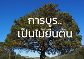 การบูร..เป็นไม้ยืนต้น พารามิเตอร์รูปภาพ 1