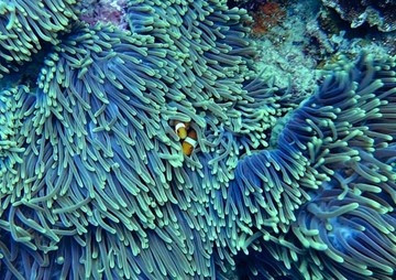 นิเวศน์วิทยาปะการัง The coral in ecology พารามิเตอร์รูปภาพ 1