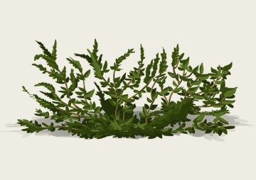 ระบบจำลองการจัดสวนออนไลน์ Online Virtual Gardening System พารามิเตอร์รูปภาพ 1