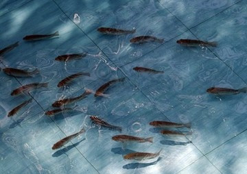 การพัฒนาวิธีการดองใสลูกปลานิล (Oreochromis niloticus) ... พารามิเตอร์รูปภาพ 1