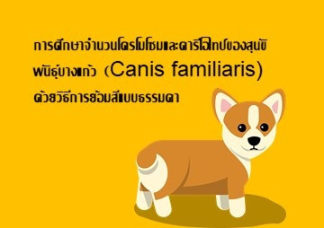 การศึกษาจำนวนโครโมโซมและคารีโอไทป์ของสุนัขพันธุ์บางแก้ว ... พารามิเตอร์รูปภาพ 1