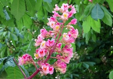 สัณฐานวิทยาของเรณูพรรณไม้วงศ์ Sapindaceae รูปภาพ 1