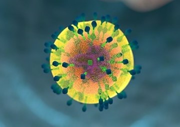 Effect of TPA and IFN- γ induced Cyclooxygenase-2 (COX-2) ... พารามิเตอร์รูปภาพ 1