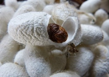 Study on Development of Thai Native Silkworm Embryo using ... รูปภาพ 1