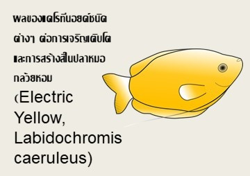 ผลของแคโรทีนอยด์ชนิดต่างๆ ต่อการเจริญเติบโต ... รูปภาพ 1