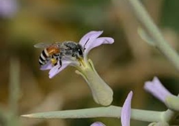 การสื่อสารบอกทิศทางแหล่งอาหารของผึ้งมิ้ม (Apis florea) รูปภาพ 1