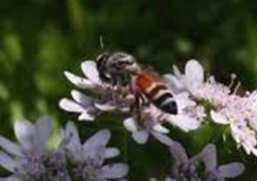 Communication to food site of dwarf honeybee (Apis florea) รูปภาพ 1