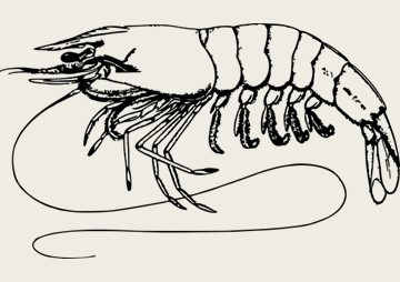 Genetic diversity of the giant tiger shrimp (Penaeus monodon ... รูปภาพ 1