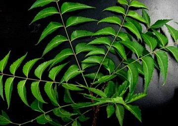 การศึกษาความเป็นพิษ(Phytotoxicity)ของสารสกัดสะเดาต่อการงอกของเมล็ดพืชและการเจริญของต้นกล้า ... พารามิเตอร์รูปภาพ 1