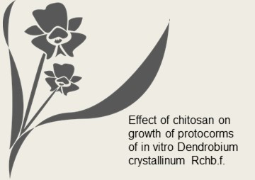 Effect of chitosan on growth of protocorms of in vitro ... รูปภาพ 1