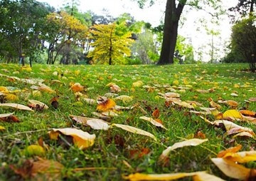 ผลกระทบของสวนป่าหรือพื้นที่สีเขียวต่อภูมิอากาศท้องถิ่นของคณะวิทยาศาสตร์ มหาวิทยาลัยมหิดล ... พารามิเตอร์รูปภาพ 1