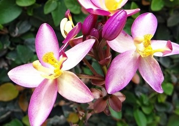 ชีววิทยาของกล้วยไม้ดินนางอั้วน้อย (Habenaria dentata (Sw.) ... พารามิเตอร์รูปภาพ 1