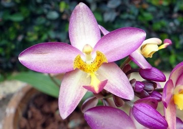 Biology of terrestrial orchid Habenaria dentata (Sw.) ... พารามิเตอร์รูปภาพ 1