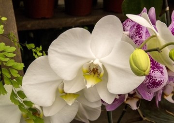 การชักนำให้เกิดโพลีพลอยด์ในกล้วยไม้ม้าวิ่ง (Doritis ... พารามิเตอร์รูปภาพ 1