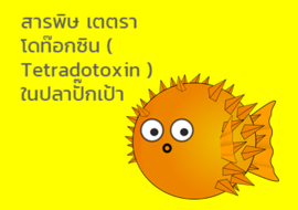 สารพิษ เตตราโดท๊อกซิน ( Tetradotoxin ) ในปลาปั๊กเป้า รูปภาพ 1