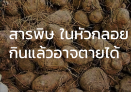สารพิษ ในหัวกลอย กินแล้วอาจตายได้ พารามิเตอร์รูปภาพ 1