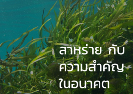 สาหร่าย กับความสำคัญในอนาคต พารามิเตอร์รูปภาพ 1