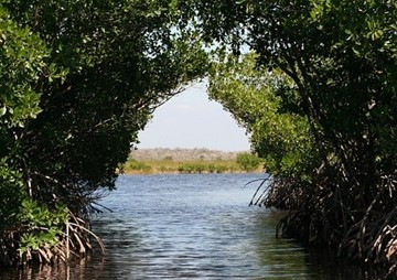 Fractionation of Phosphorous in Mangrove Core Sediment พารามิเตอร์รูปภาพ 1