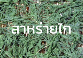 สาหร่ายไก พารามิเตอร์รูปภาพ 1