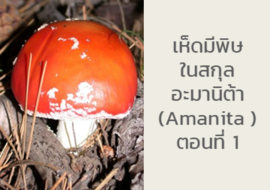 เห็ดมีพิษ ในสกุล อะมานิต้า ( Amanita ) ตอนที่ 1 พารามิเตอร์รูปภาพ 1
