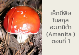 เห็ดมีพิษ ในสกุล อะมานิต้า ( Amanita ) ตอนที่ 1 รูปภาพ 1