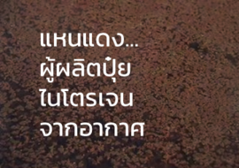 แหนแดง...ผู้ผลิตปุ๋ยไนโตรเจนจากอากาศ พารามิเตอร์รูปภาพ 1