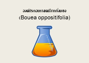 องค์ประกอบทางเคมีจากกิ่งมะยง (Bouea oppositifolia) พารามิเตอร์รูปภาพ 1