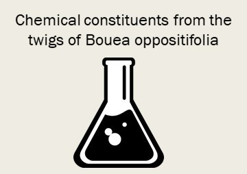 Chemical constituents from the twigs of Bouea oppositifolia รูปภาพ 1