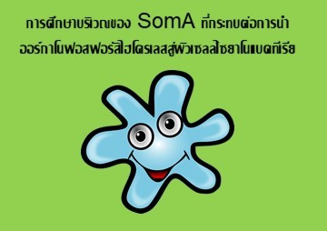 การศึกษาบริเวณของ SomA ... รูปภาพ 1