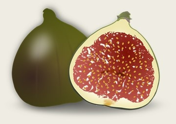จำนวนโครโมโซมของต่อมะเดื่อที่พบในมะเดื่อ Ficus auriculata ... พารามิเตอร์รูปภาพ 1