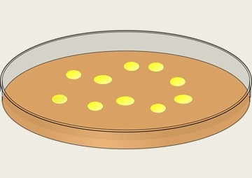 การศึกษาสารสกัดหยาบจากใบมะระขี้นก (Momordica charantia) ... รูปภาพ 1