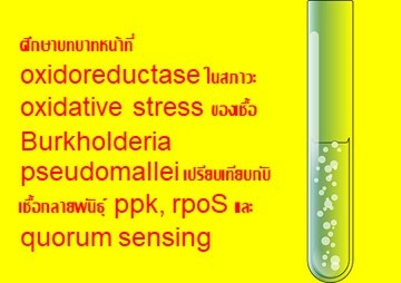ศึกษาบทบาทหน้าที่ oxidoreductase ในสภาวะ oxidative stress ... รูปภาพ 1