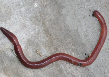 การศึกษาความหลากชนิดของไส้เดือนวงศ์ Megascolecidae ... พารามิเตอร์รูปภาพ 1