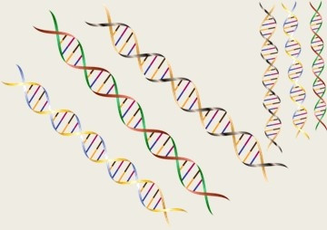 การโคลนชิ้นส่วน cDNA ที่เป็นรหัสของ Phytochelatin synthase ... รูปภาพ 1