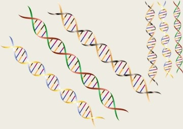 การโคลนชิ้นส่วน cDNA ที่เป็นรหัสของ Phytochelatin synthase ... พารามิเตอร์รูปภาพ 1
