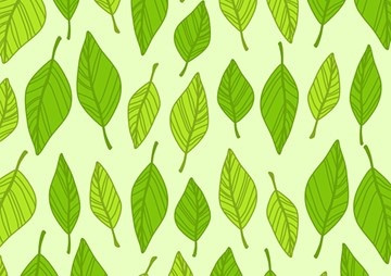 ใบไม้ที่คาดว่าจะอยู่ในวงศ์ไม้ก่อ (Fagaceae) ... พารามิเตอร์รูปภาพ 1