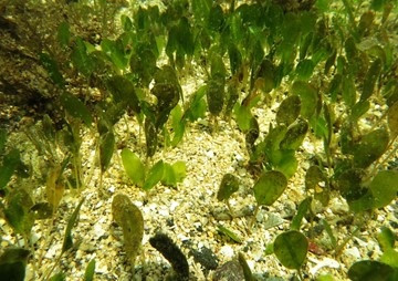 การปรับตัวต่อแสง ของหญ้าทะเล Halophila ovalis (R.Br.) Hook ... พารามิเตอร์รูปภาพ 1