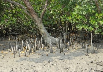 การเติบโตของต้นโกงกางใบใหญ่ (Rhizophora mucronata) ... พารามิเตอร์รูปภาพ 1