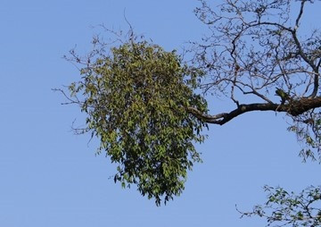 ความหลากหลายของพืชวงศ์กาฝาก(Loranthaceae) ในอำเภอเสนางคนิคม ... รูปภาพ 1