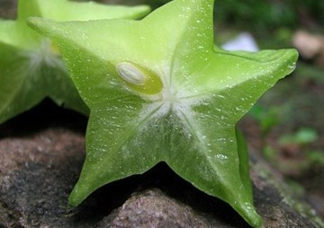 องค์ประกอบทางเคมีจากรากมะเฟือง (Averrhao carambola L.) รูปภาพ 1