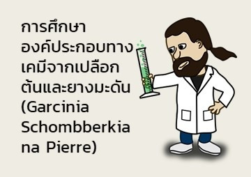 การศึกษาองค์ประกอบทางเคมีจากเปลือกต้นและยางมะดัน (Garcinia S ... รูปภาพ 1