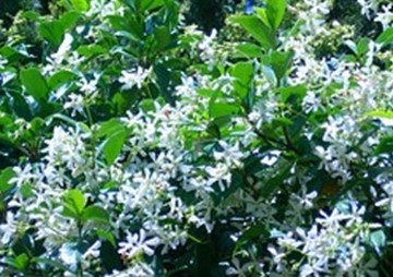การศึกษาการกระจายตัวของ gall บนต้นพญาสัตบรรณในเขตตัวเมือง ... พารามิเตอร์รูปภาพ 1