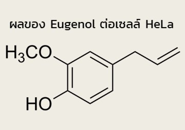 ผลของ Eugenol ต่อเซลล์ HeLa รูปภาพ 1