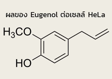 ผลของ Eugenol ต่อเซลล์ HeLa พารามิเตอร์รูปภาพ 1