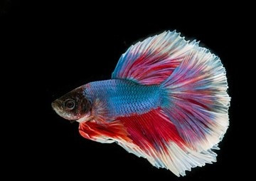 การถ่ายทอดลักษณะทางพันธุกรรมของสีตัวในปลากัดไทย(Betta ... รูปภาพ 1