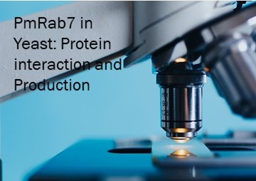 PmRab7 in Yeast: Protein interaction and Production รูปภาพ 1