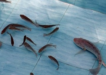 การพัฒนาวิธีการดองใสลูกปลานิล (Oreochromis niloticus) เพื่อก ... รูปภาพ 1