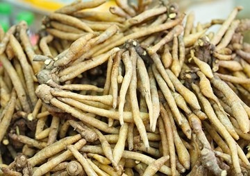 กายวิภาคศาสตร์เปรียบเทียบของใบพืชสกุลกระชาย (Boesenbergia ... พารามิเตอร์รูปภาพ 1