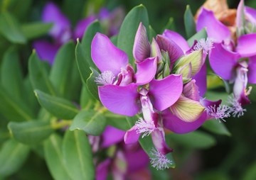 กายวิภาคศาสตร์เปรียบเทียบของพืชวงศ์ต่างไก่ป่า (Polygalaceae) ... รูปภาพ 1