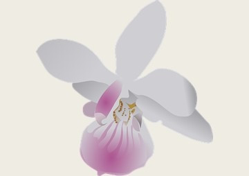 การชักนำพอลีพลอยด์ของกล้วยไม้เอื้องสายสามสี (Dendrobium ... พารามิเตอร์รูปภาพ 1